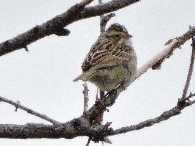 Clay-colored Sparrow - ML130372191