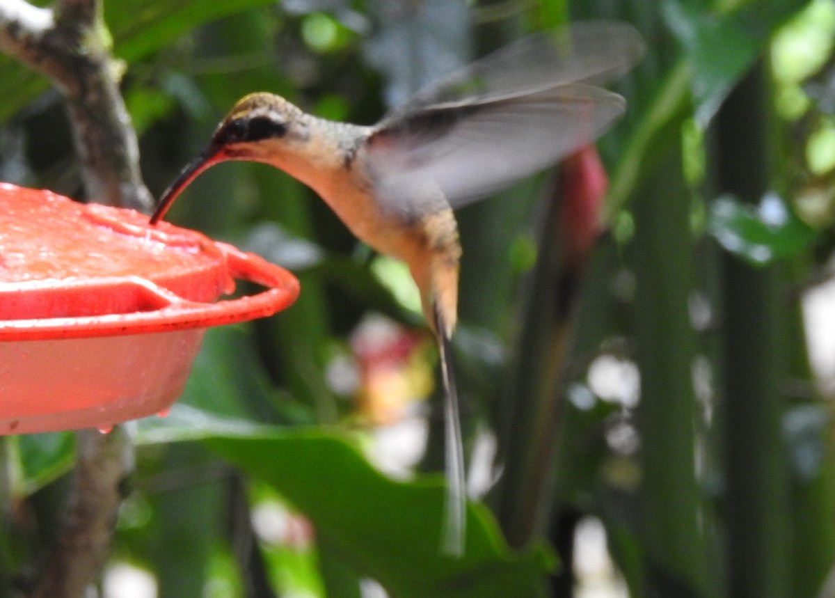 kolibřík dlouhoocasý - ML130372271