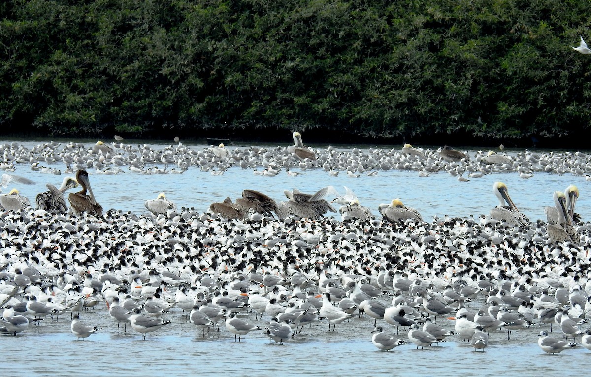 Royal Tern - ML130372411