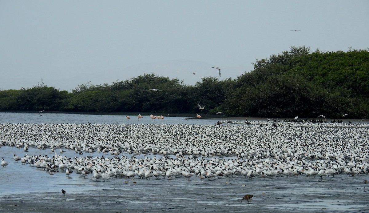 Royal Tern - Fernando Angulo - CORBIDI