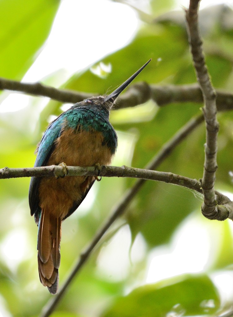 Bluish-fronted Jacamar - ML130372961