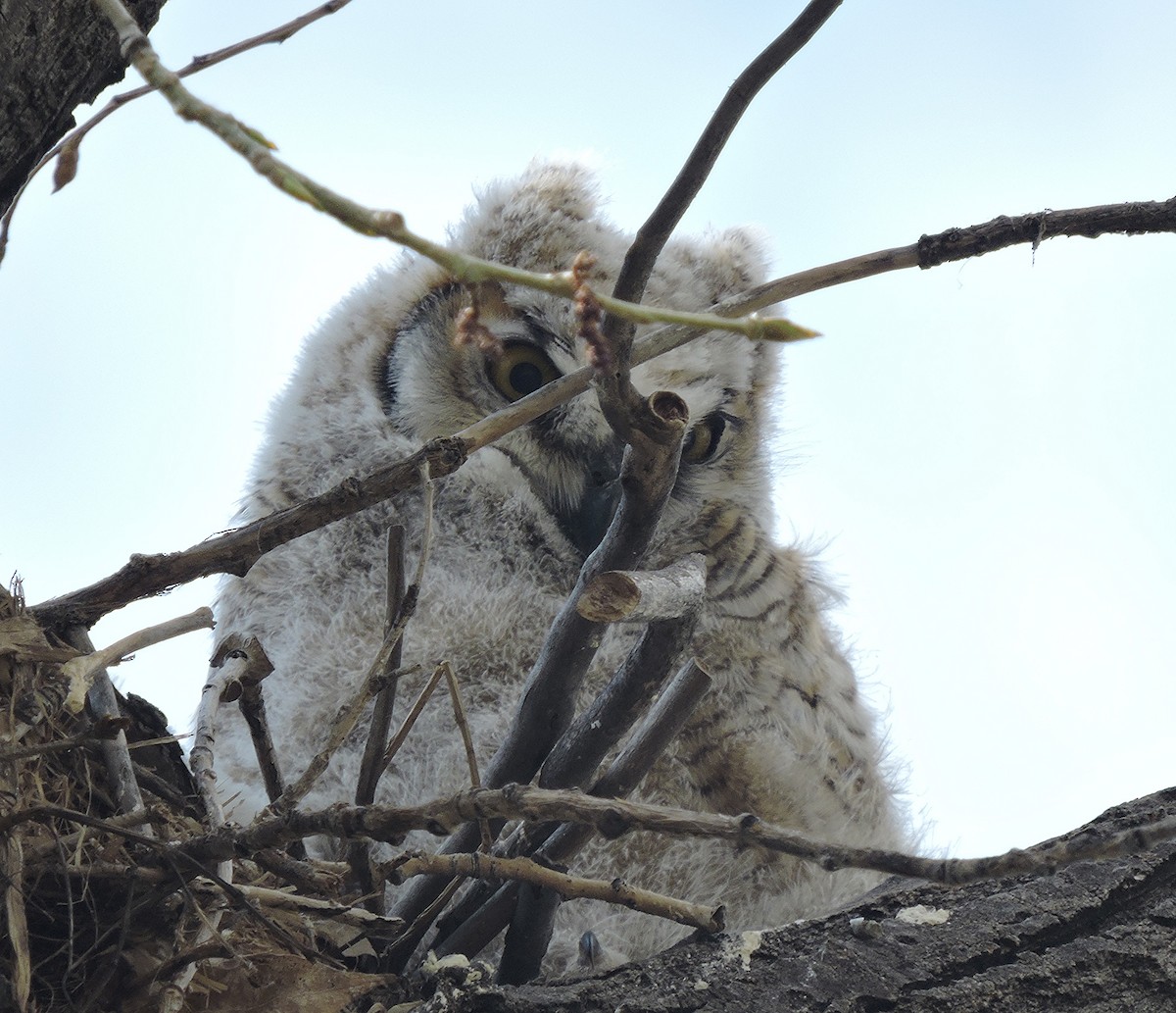 Great Horned Owl - ML130374991