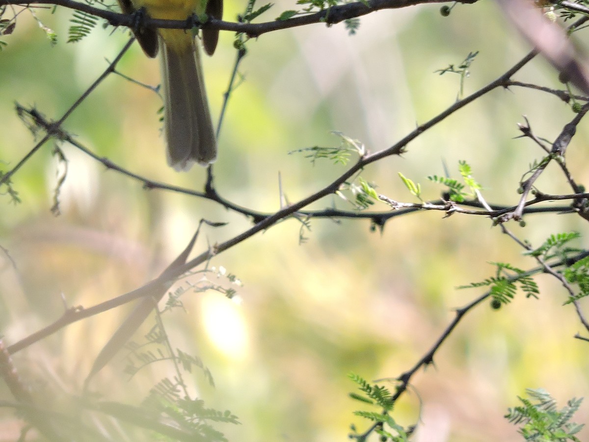 Greenish Elaenia - pierre geoffray