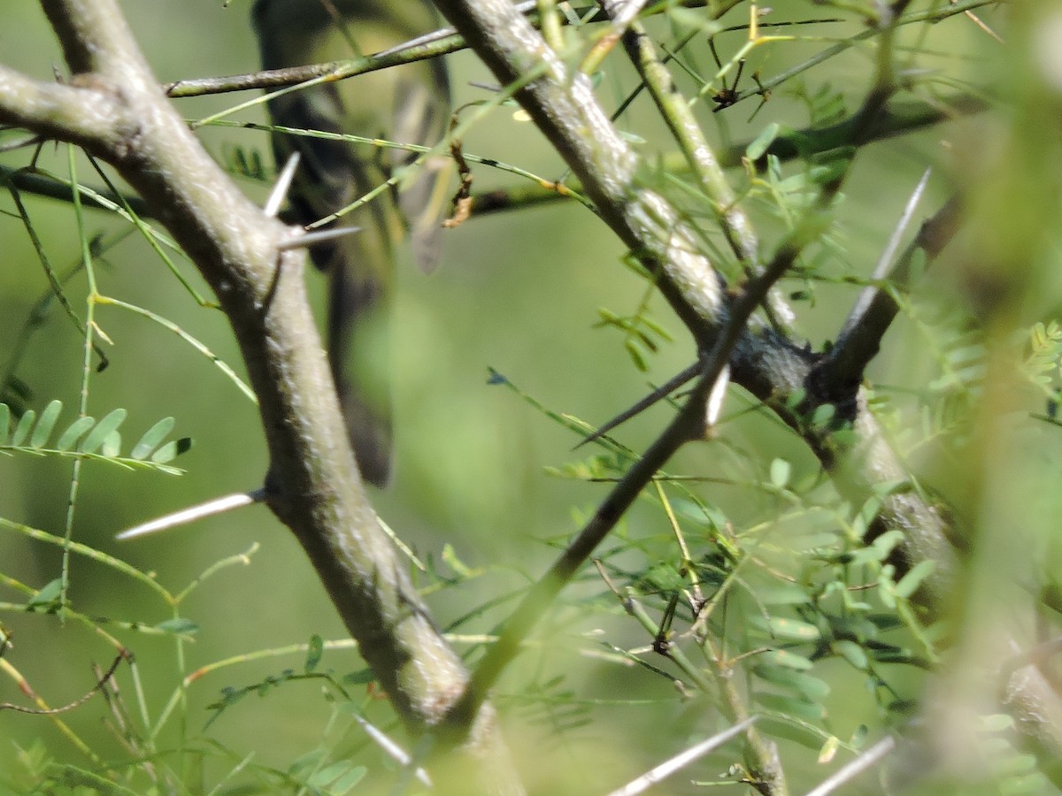 Greenish Elaenia - pierre geoffray