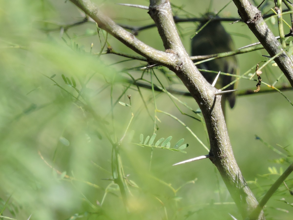 Greenish Elaenia - pierre geoffray