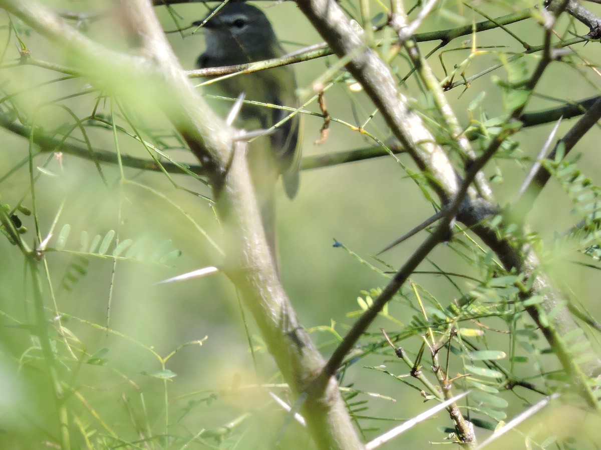 Greenish Elaenia - pierre geoffray