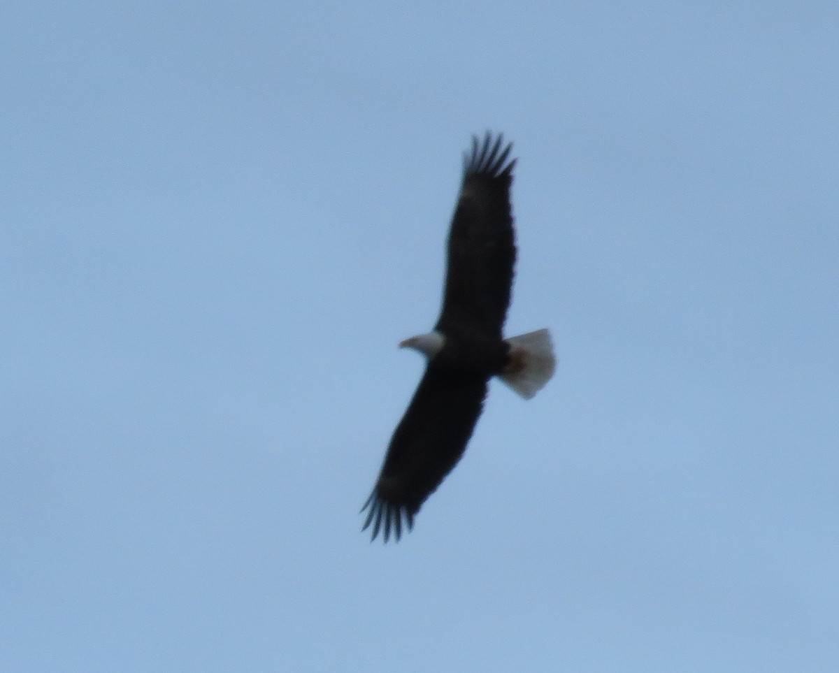 Bald Eagle - ML130376591