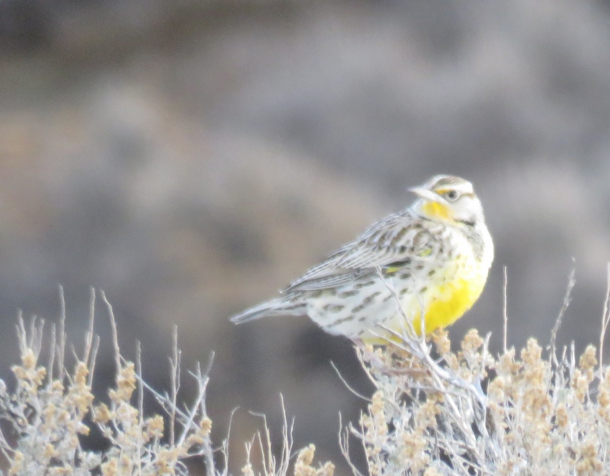 Western Meadowlark - ML130376651