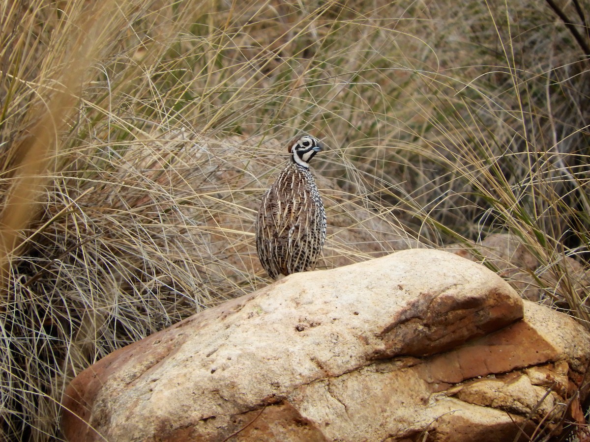 Montezuma Quail - ML130377571