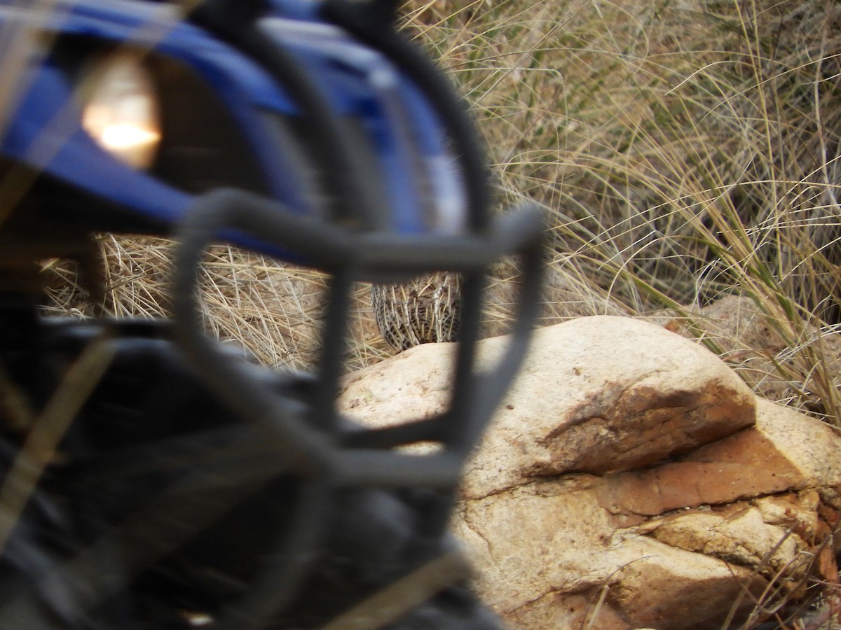 Montezuma Quail - ML130377591