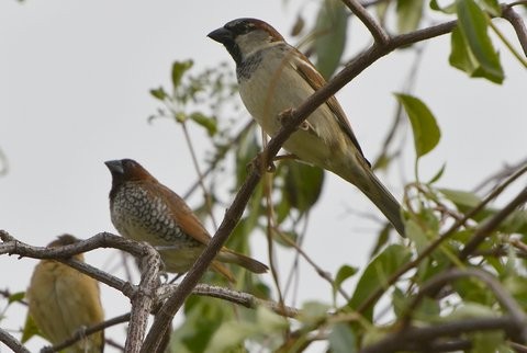 Scaly-breasted Munia - Jim Moore