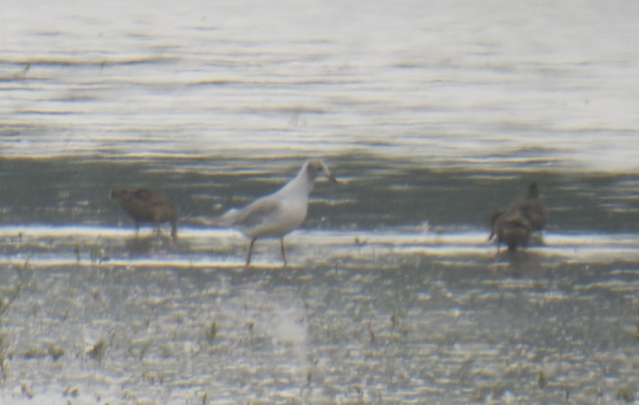 Mouette rieuse - ML130379171