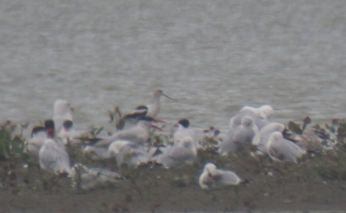 American Avocet - ML130379181