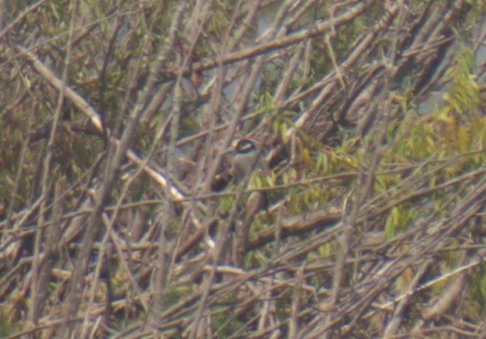 Yellow-crowned Night Heron - ML130379201