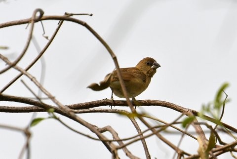 Scaly-breasted Munia - Jim Moore