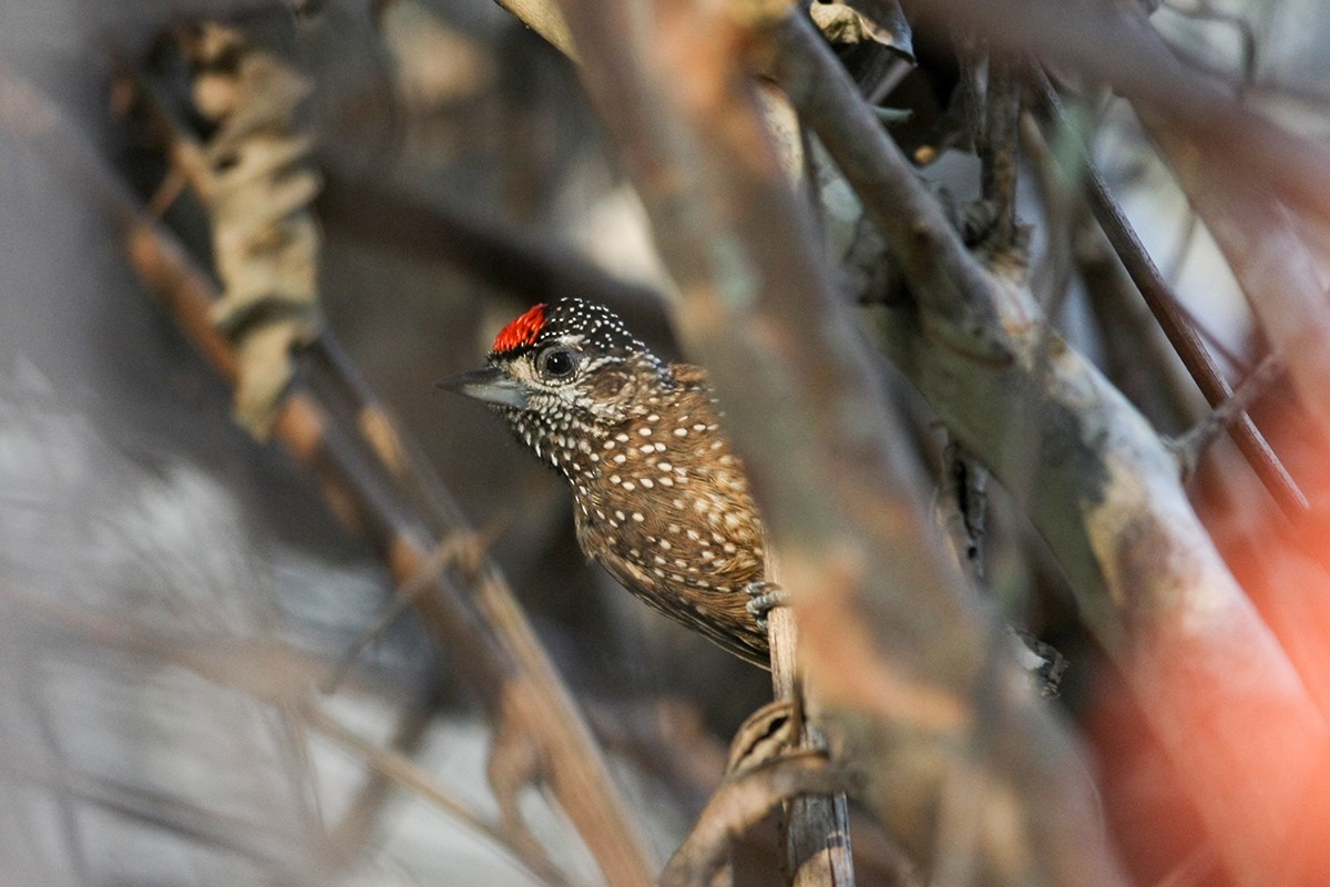 Spotted Piculet - Tony Palliser