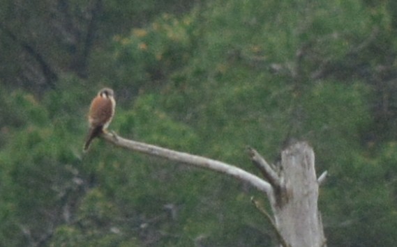 American Kestrel - ML130386021