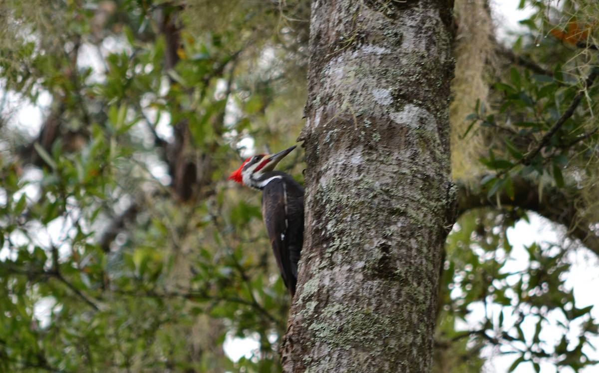 Pileated Woodpecker - ML130386041
