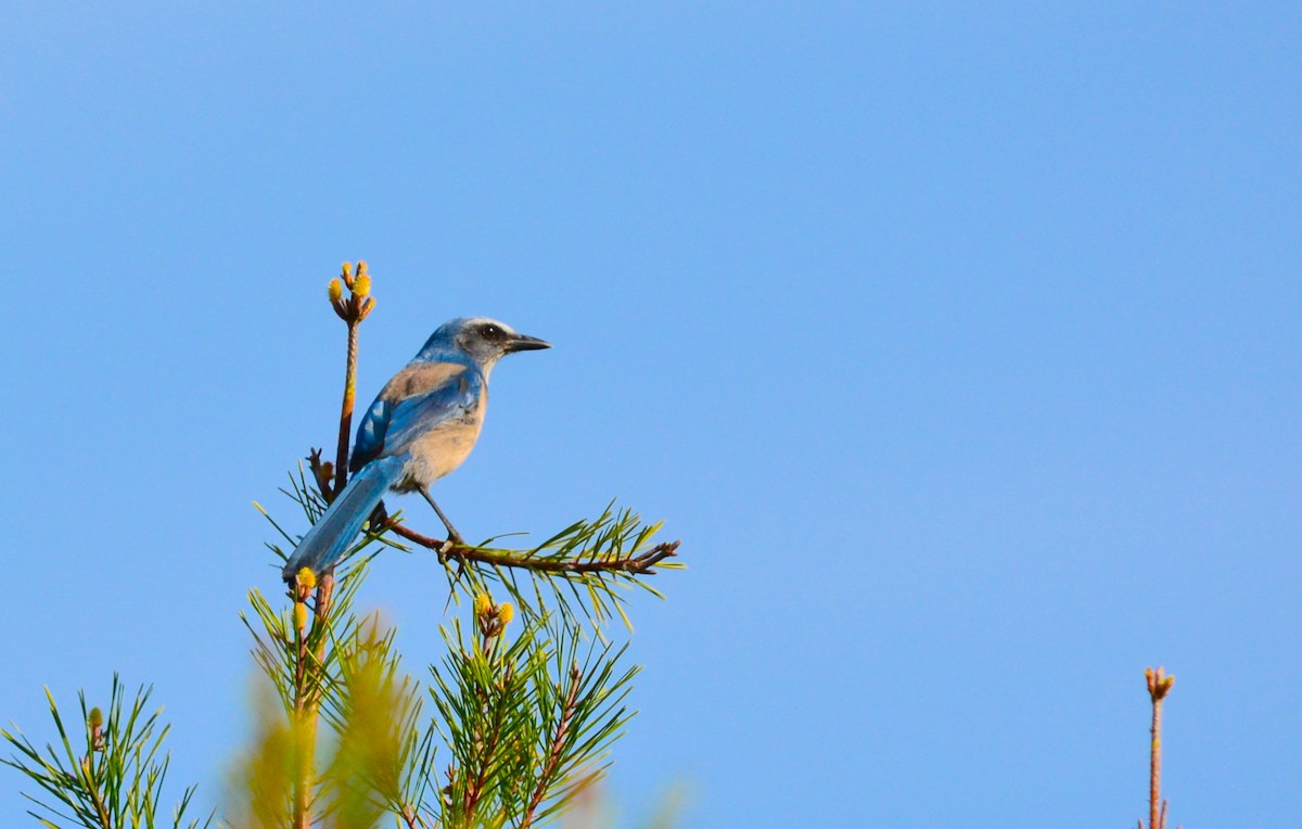 Florida Scrub-Jay - ML130386051