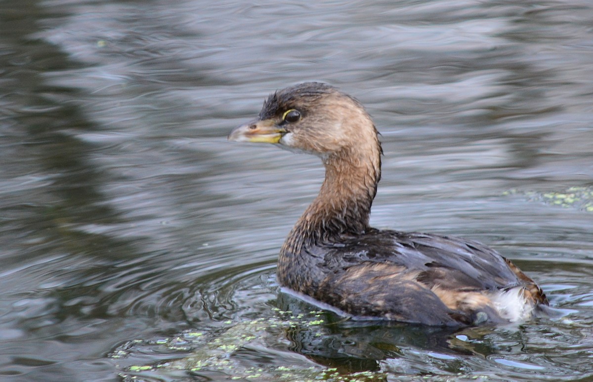 Pied-billed Grebe - ML130386111