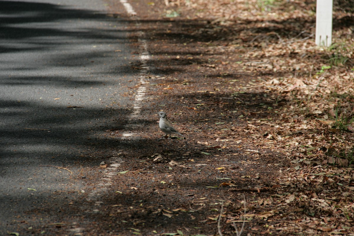 Gray Shrikethrush - ML130388081