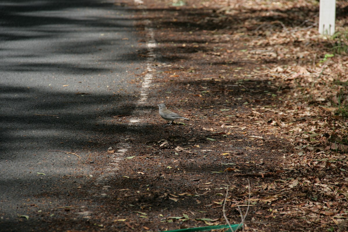 Gray Shrikethrush - ML130388091