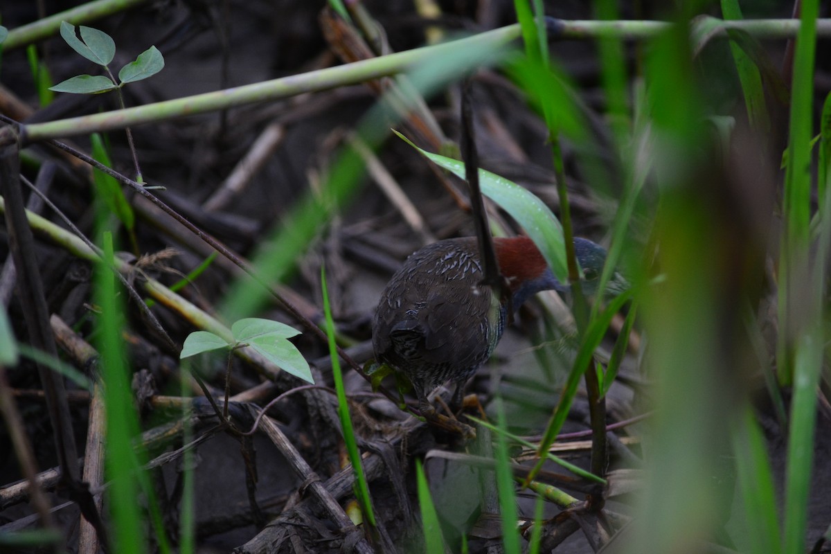 Gray-breasted Crake - ML130388331