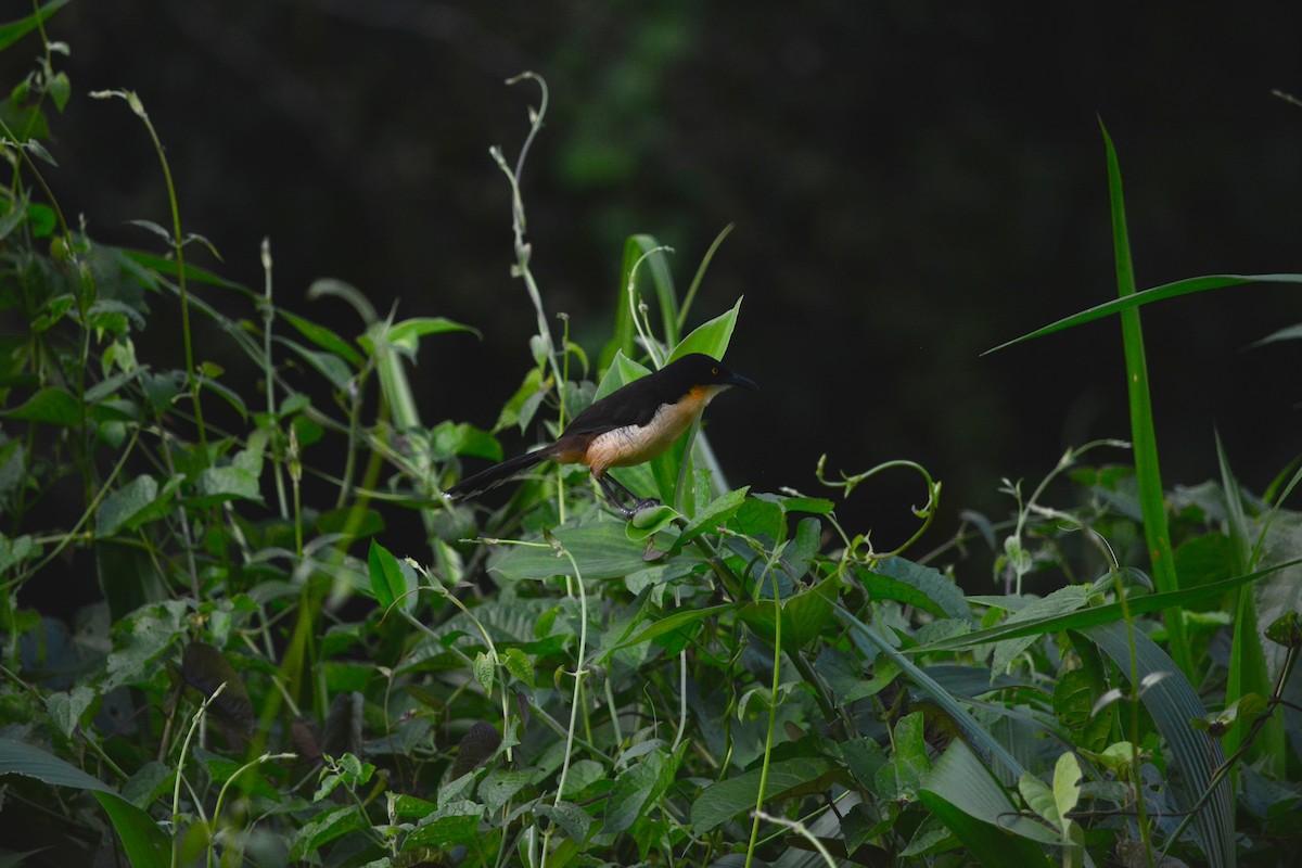 Black-capped Donacobius - ML130388361