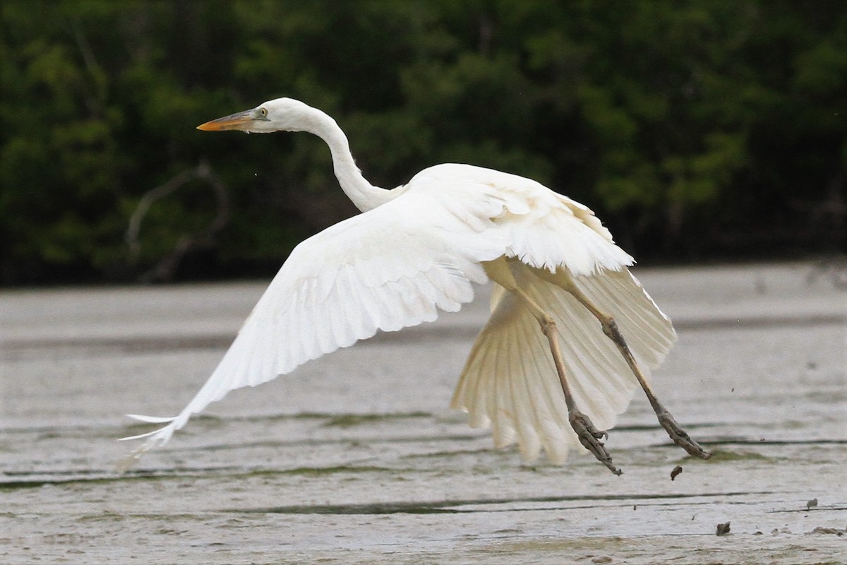 Great Blue Heron (Great White) - Kent Forward