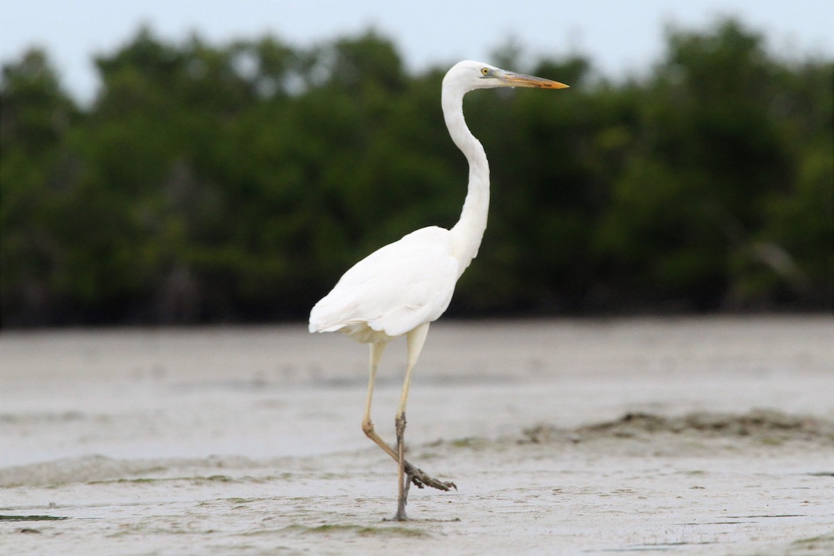 Great Blue Heron (Great White) - ML130389551