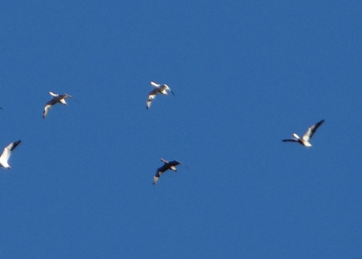 Greater White-fronted Goose - ML130390311