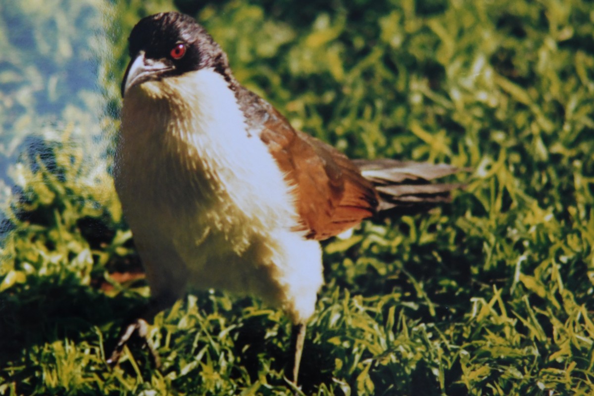 Senegal Coucal - ML130391161