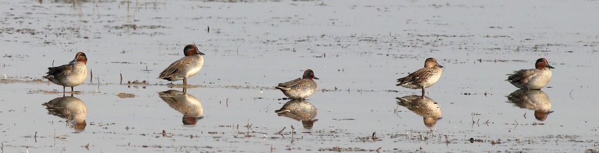 Green-winged Teal - ML130391461