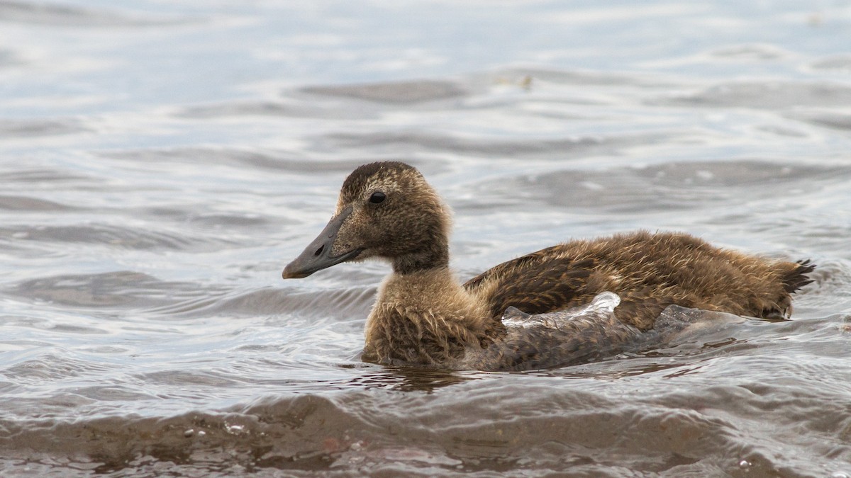 Common Eider - Fyn Kynd