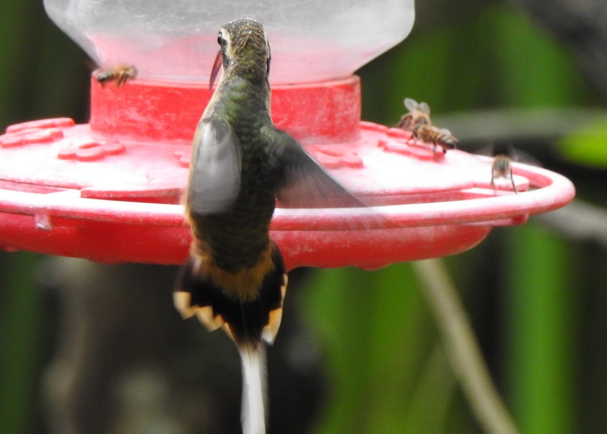 Ржавчатый колибри-отшельник - ML130395771