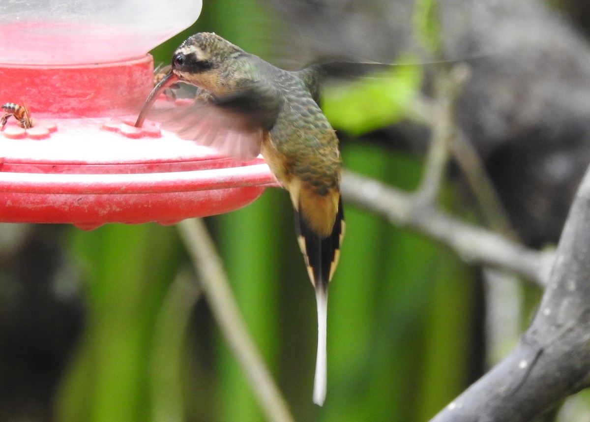 kolibřík dlouhoocasý - ML130395791