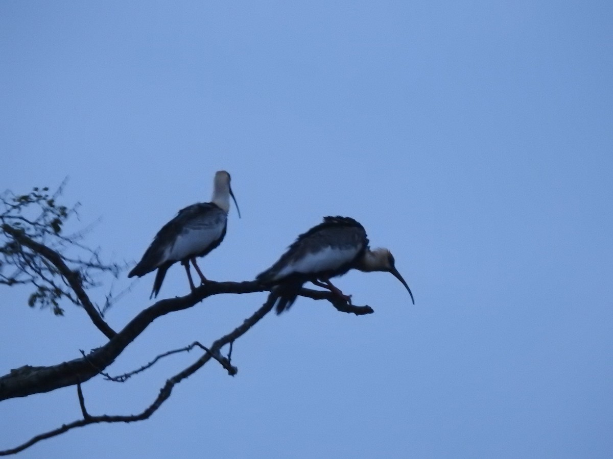 ibis bělokřídlý - ML130395951