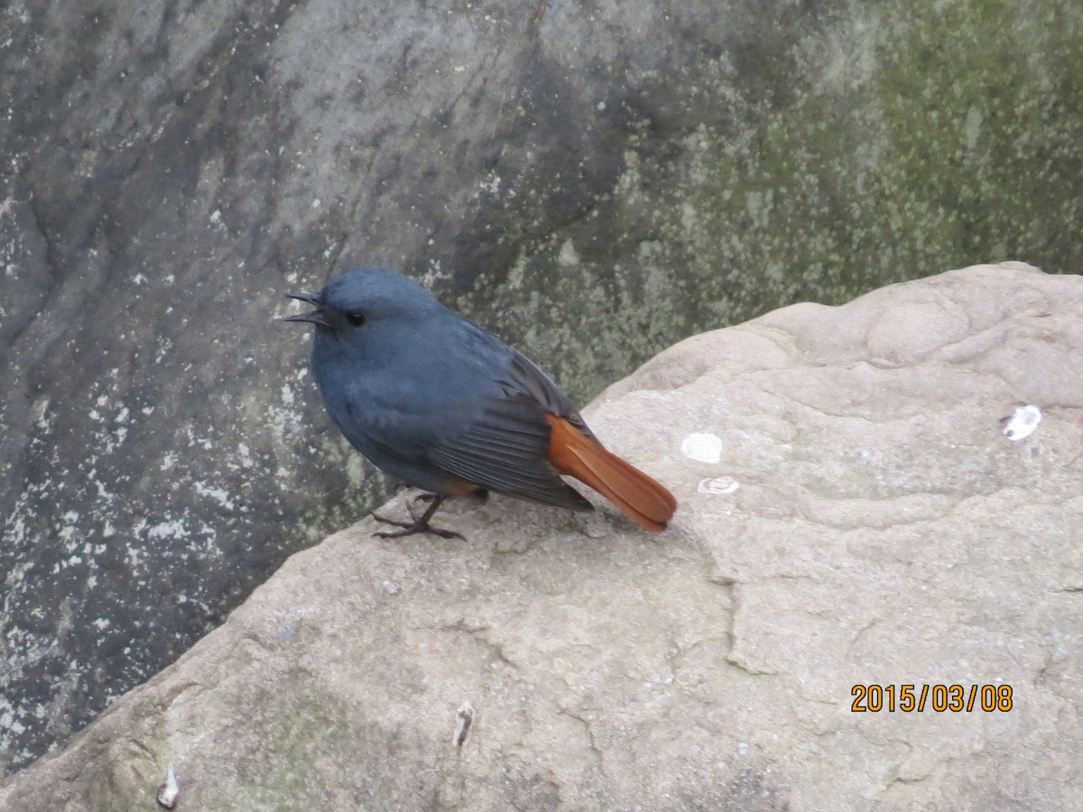 Plumbeous Redstart - ML130398021