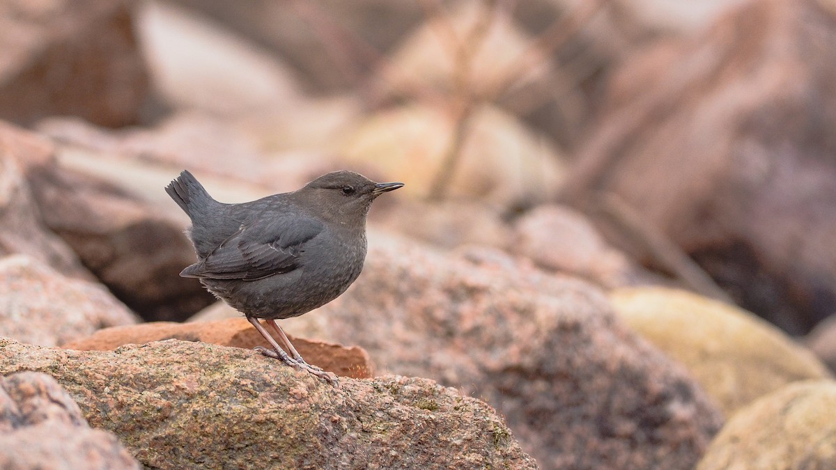 skorec šedý - ML130399481