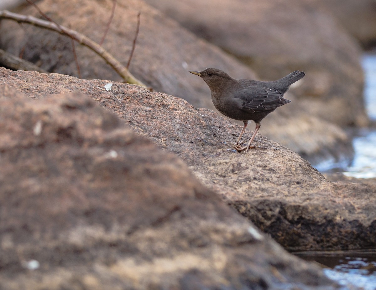 skorec šedý - ML130399501