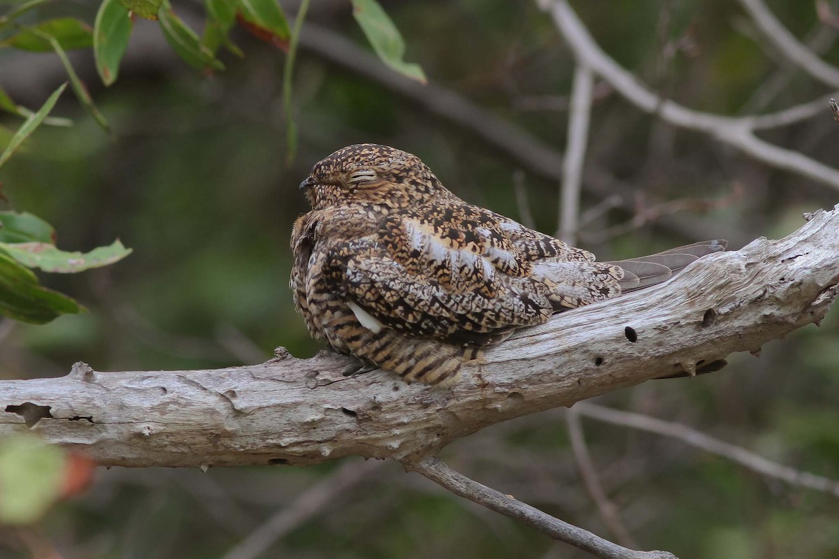 Antillean Nighthawk - ML130399911