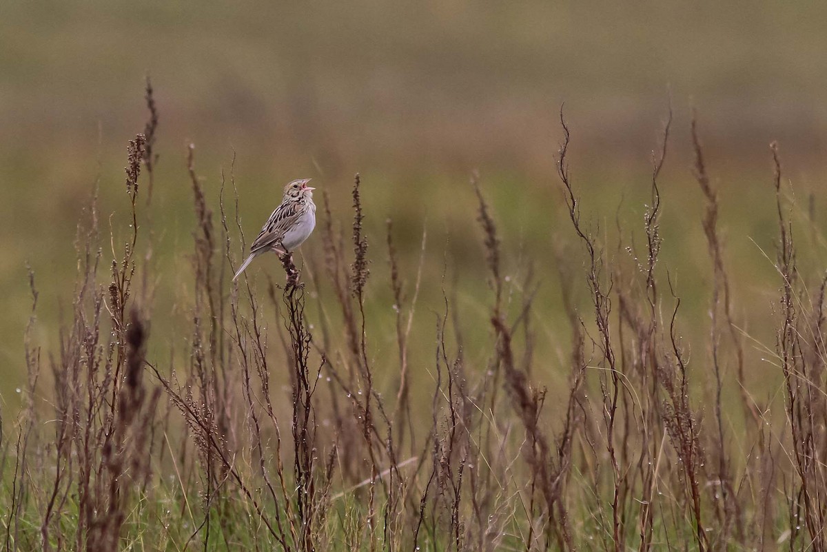 Baird's Sparrow - ML130400271