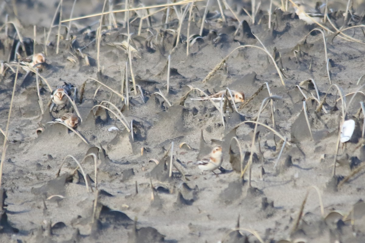 Snow Bunting - ML130400861