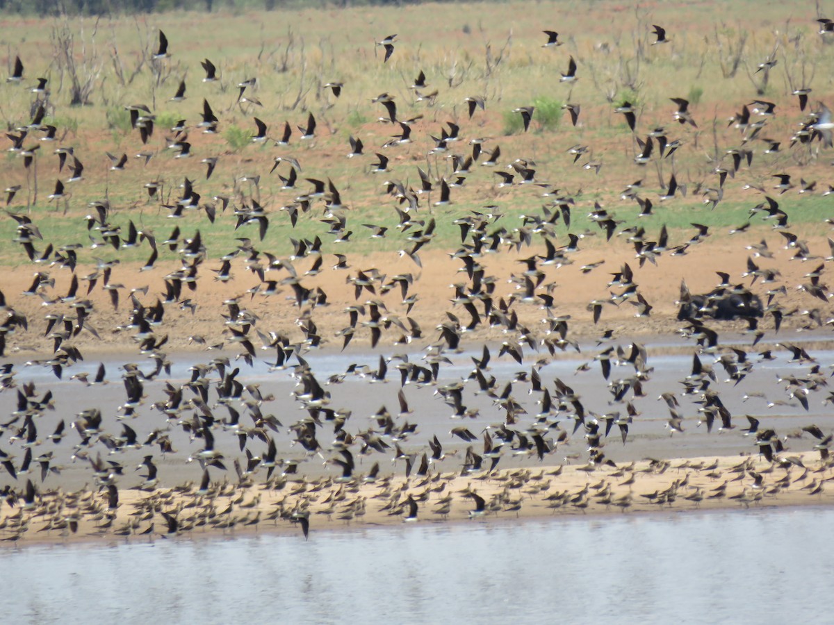 Black-winged Pratincole - ML130401421