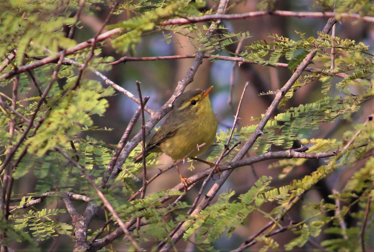 Green Warbler - ML130403811