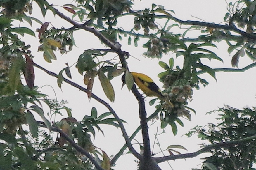 Black-hooded Oriole - ML130404711