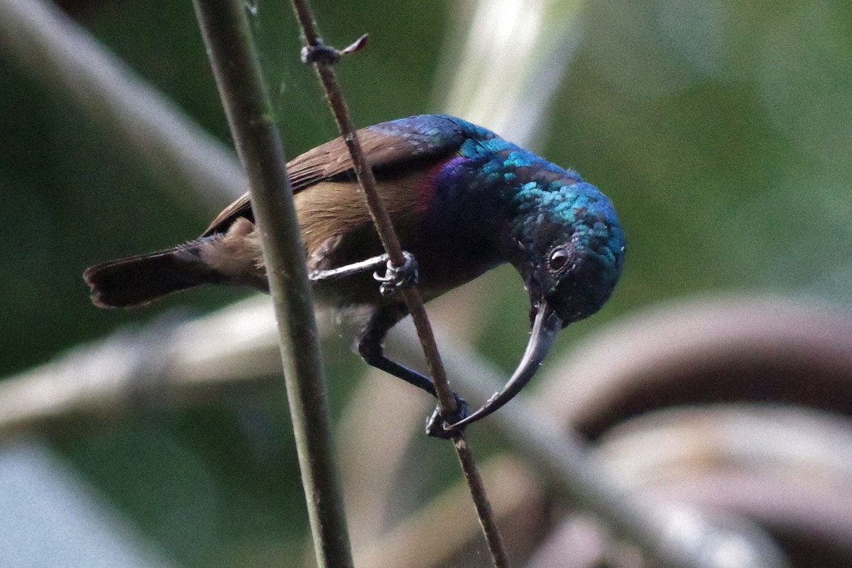 Loten's Sunbird - ML130404841