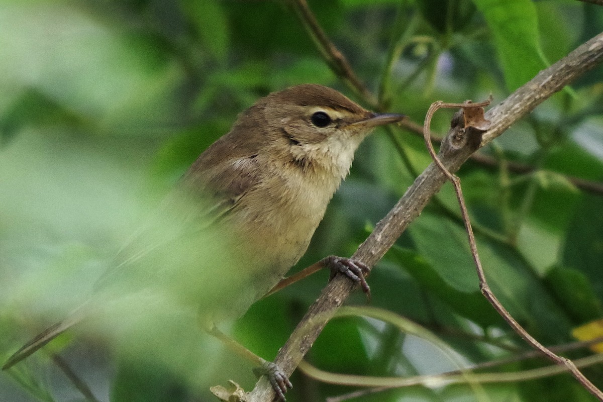 Booted Warbler - ML130404881