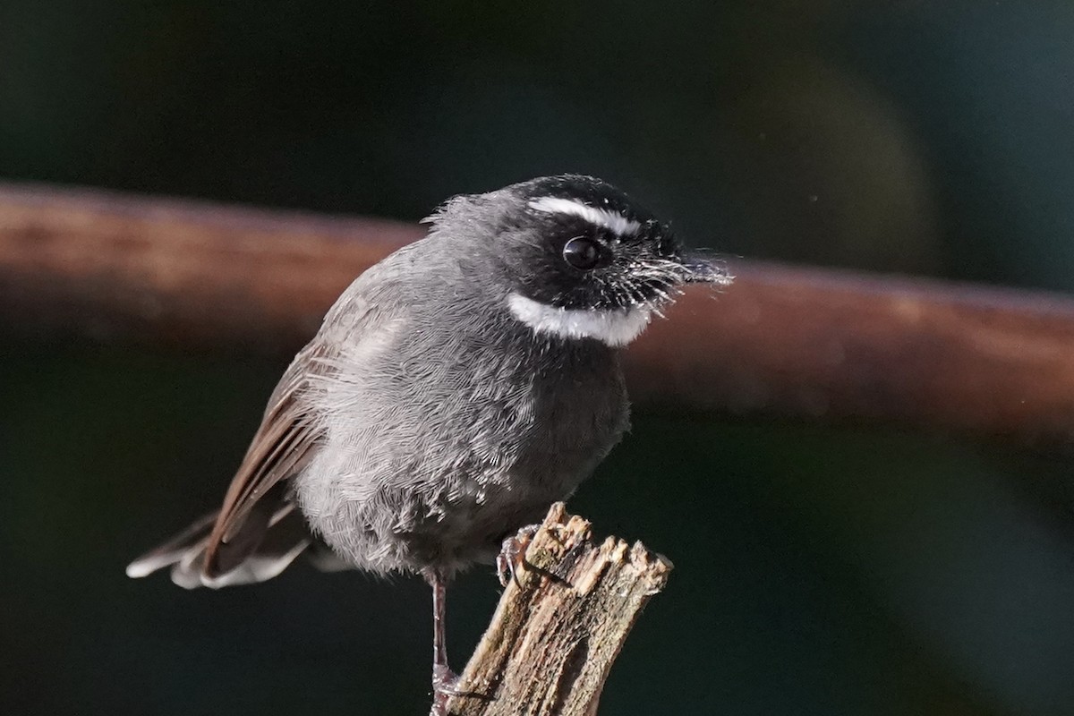 White-throated Fantail - ML130406881