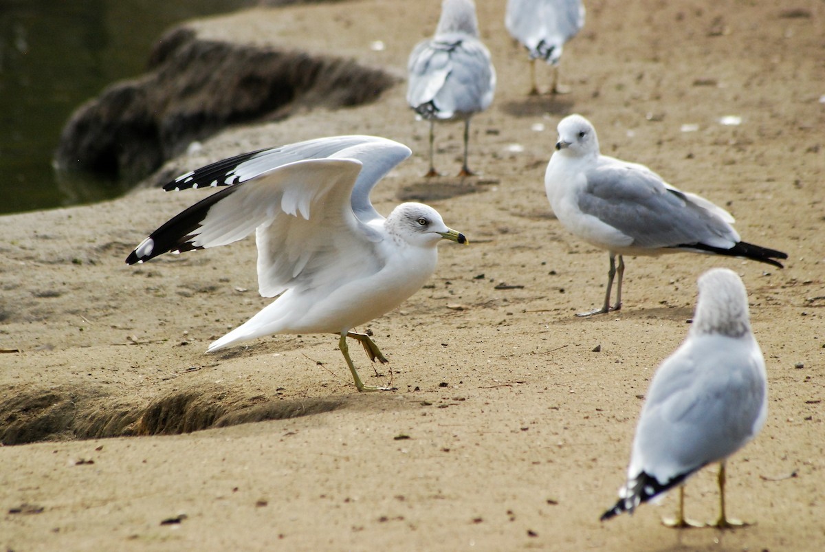 Ring-billed Gull - ML130407011